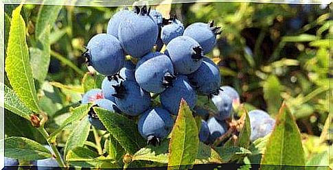 Blueberries