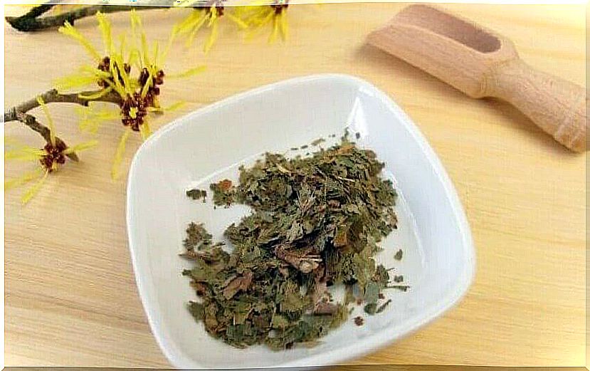 witch hazel infusion for breast pain