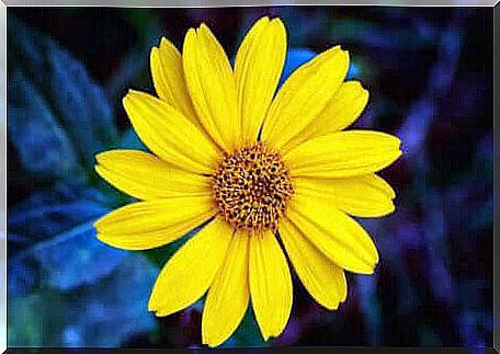 An arnica flower.