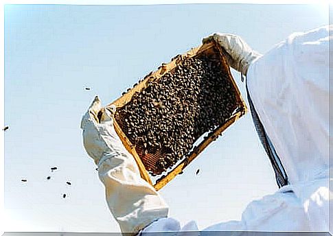 A beekeeper collecting royal jelly