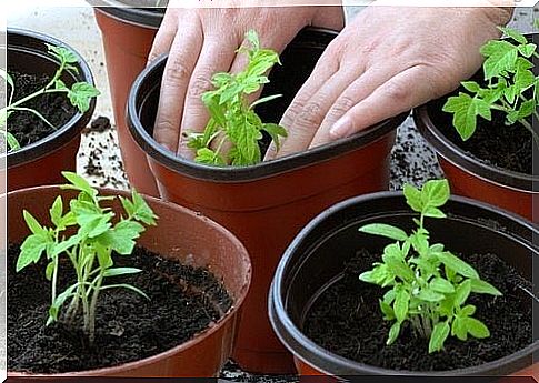 how to plant tomatoes?