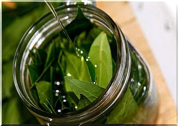 bay leaf remedies