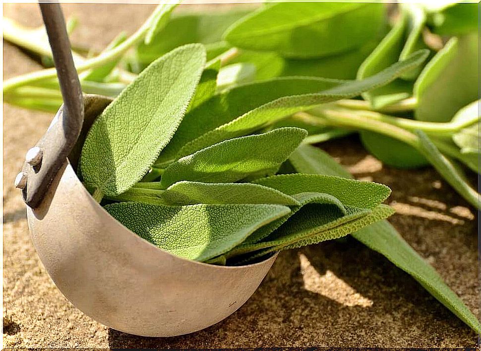 Sage against blisters.