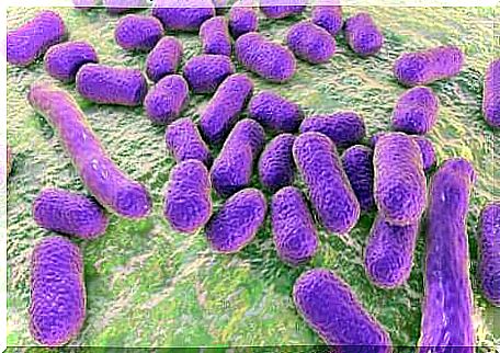 A group of pathogens present in summer.