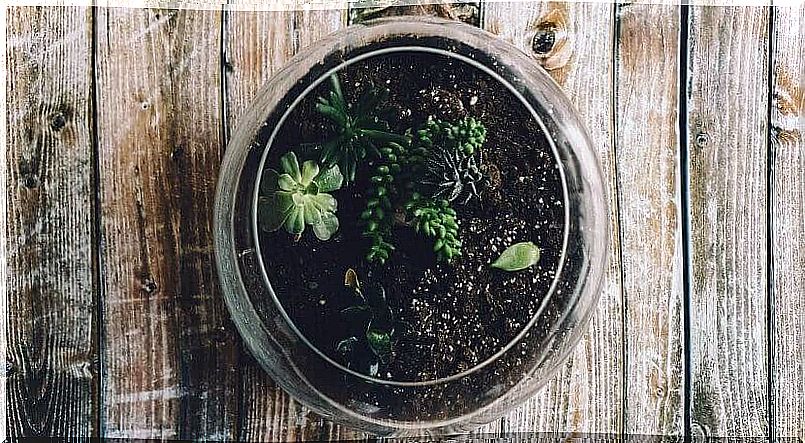 terrariums to make at home