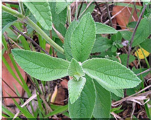 Sage against bad odors.